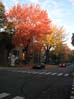 Lajoie Street at Fall